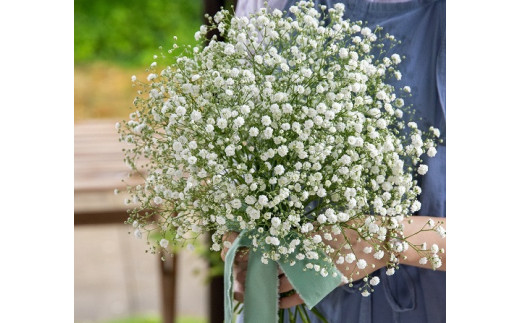 直前 カスミ草 2Lサイズ ペールスターなど- 花材通販はなどんやアソシエ