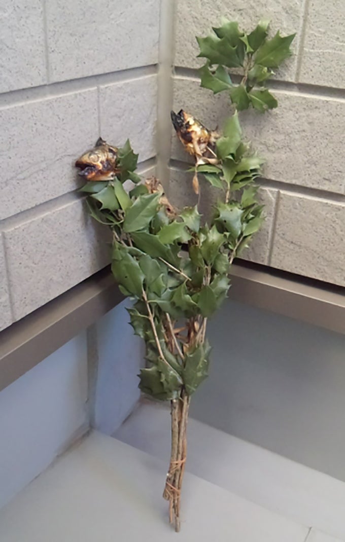 柊鰯・ひいらぎといわし カラー節分・豆まきの無料イラスト 冬の季節・行事素材