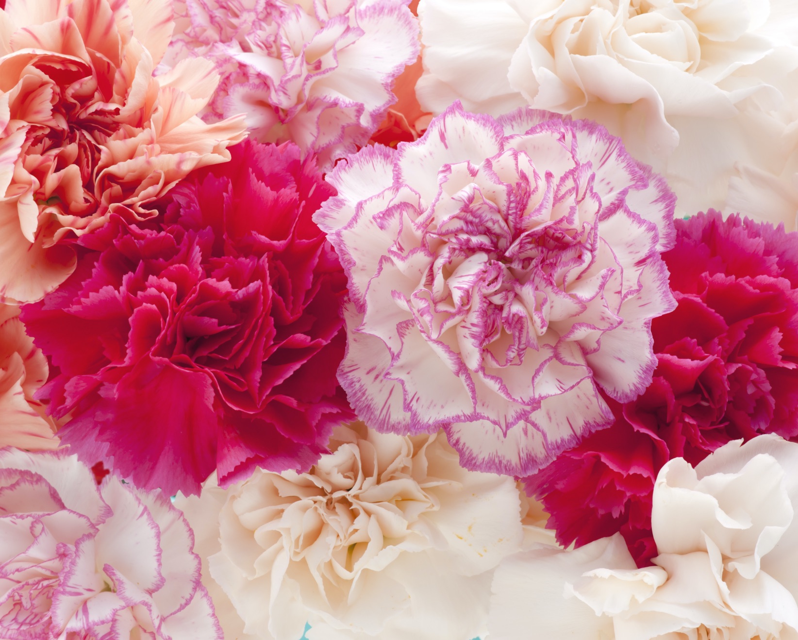 生花 スプレーカーネーション ピアフ 赤 60cm 愛知県 Flower Smith Market フラワースミスマーケット