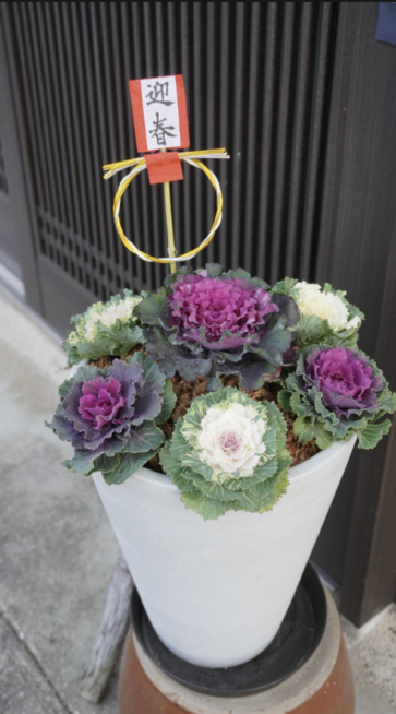 2019年・お正月の寄せ植え アルテルナンテラ,葉牡丹,シルバーレース- ちょっと曲がった家