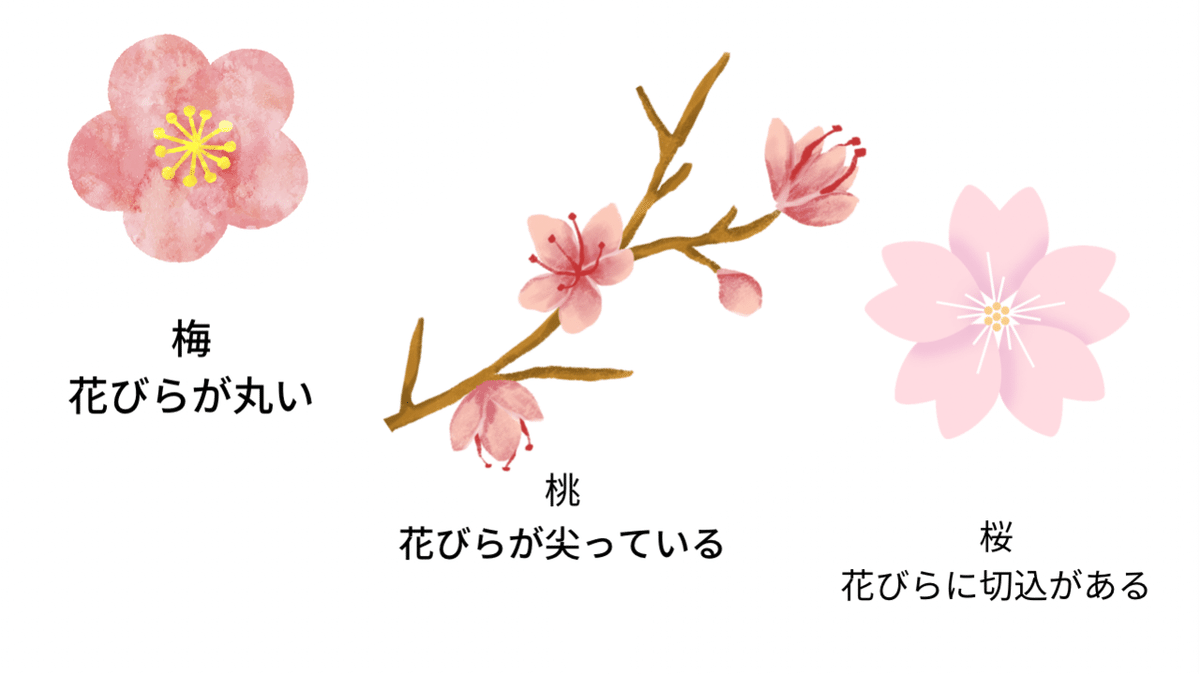 万葉集の時代から愛される