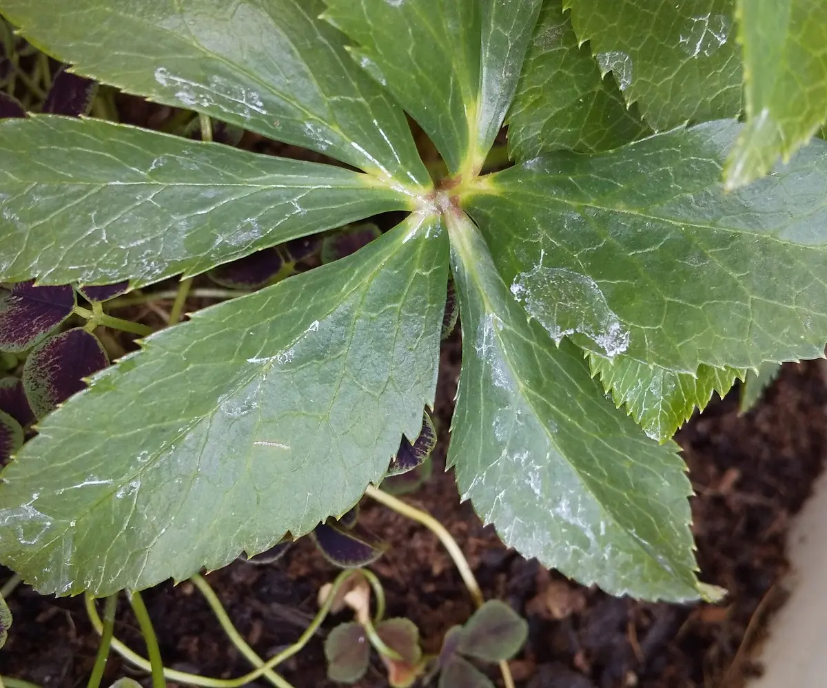 クリスマスローズ ヘレボルス 各種の葉とその特徴