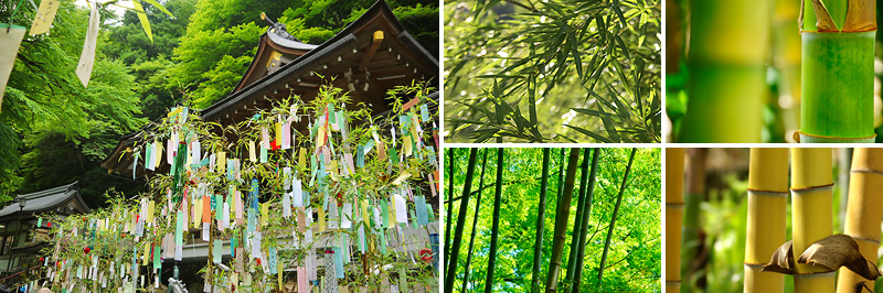 ホンモノの笹で七夕を 竹笹 2本新鮮お花問屋 Jp-Farmers.com