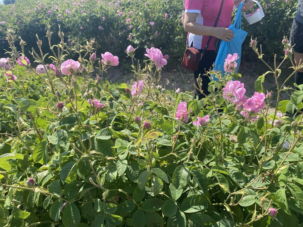 ブルガリアのバラ祭り2017 ブルガリア情報