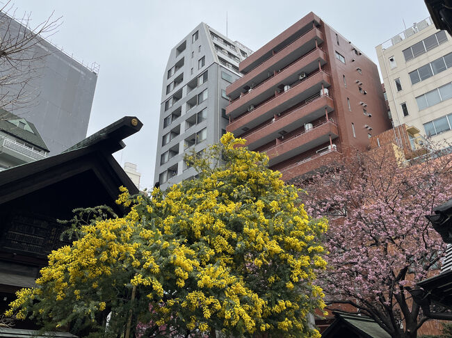 東京都台東区 蔵前神社 早咲き桜とミモザのコラボが美しい神社 神社巡りのお散歩- ぶらりうぉーか