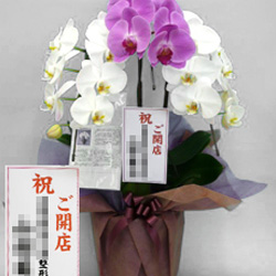 リニューアル祝いを贈る花助 祝花・厳選花屋から全国対応