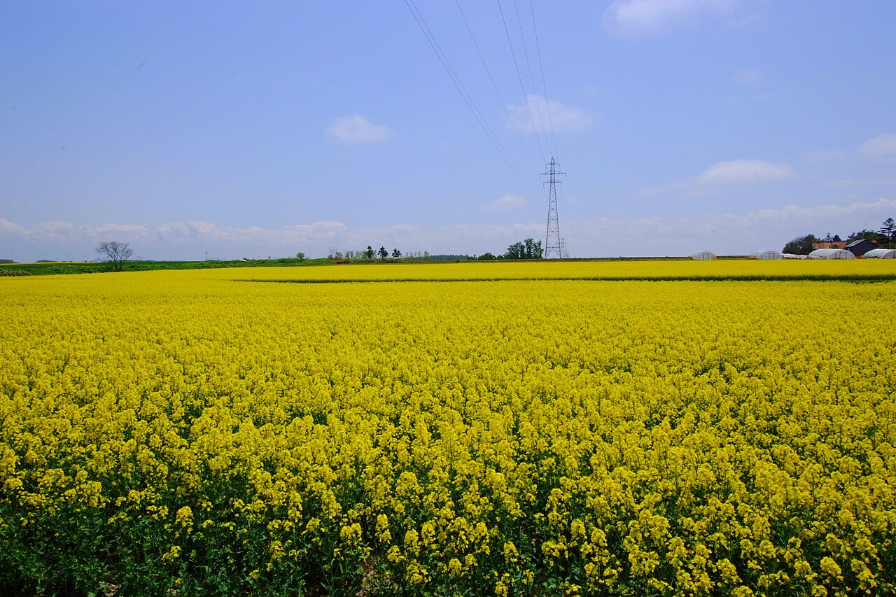 2025たきかわ菜の花まつり～丘陵地に咲く菜の花～ 北海道観光ぐうたび北海道