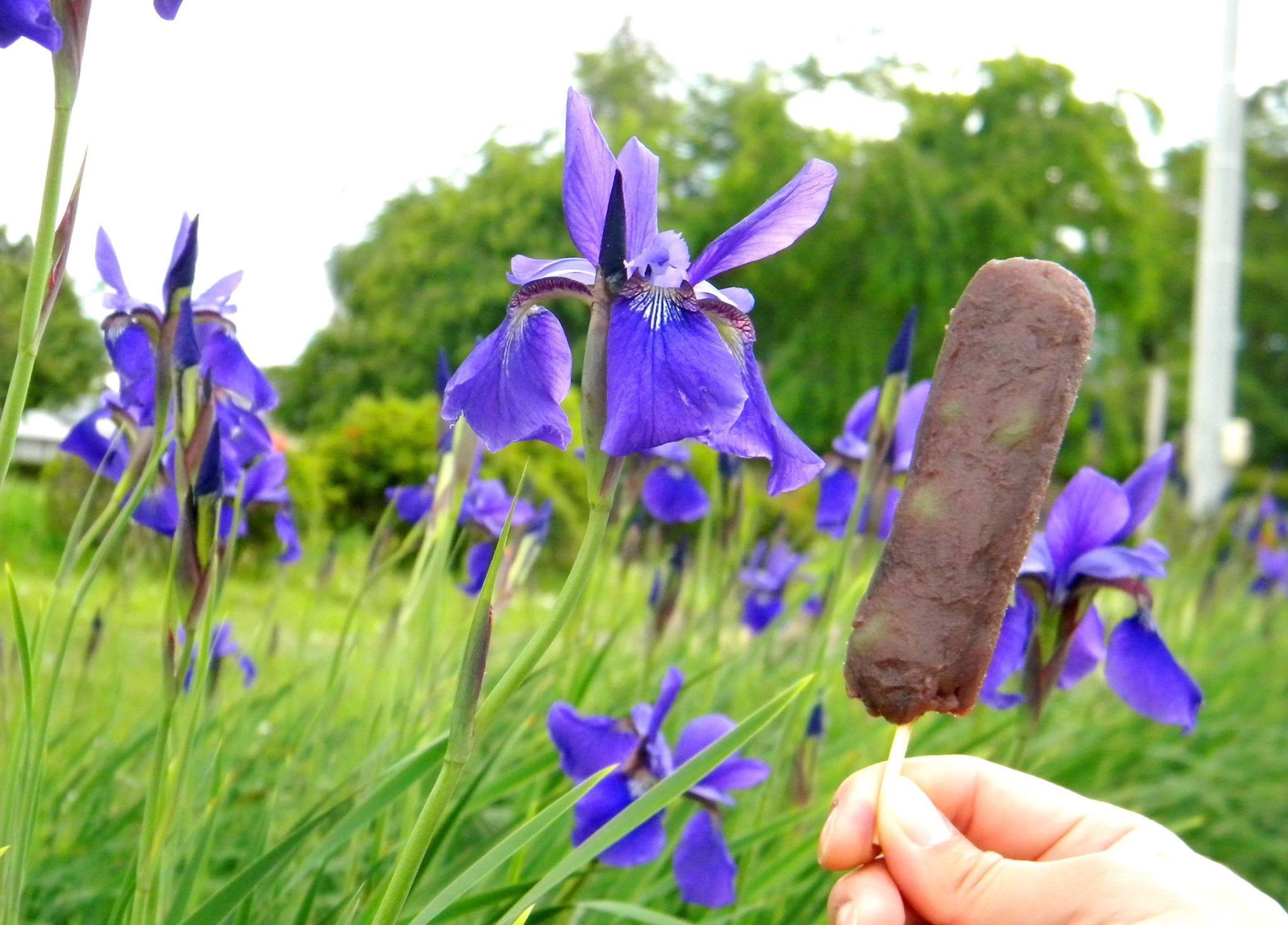 2025「あやめ祭り」いつ？開催場所は？全国12あやめ名所の見どころ・まつり名所THE GATE日本の旅行観光マガジン・観光旅行情報掲載