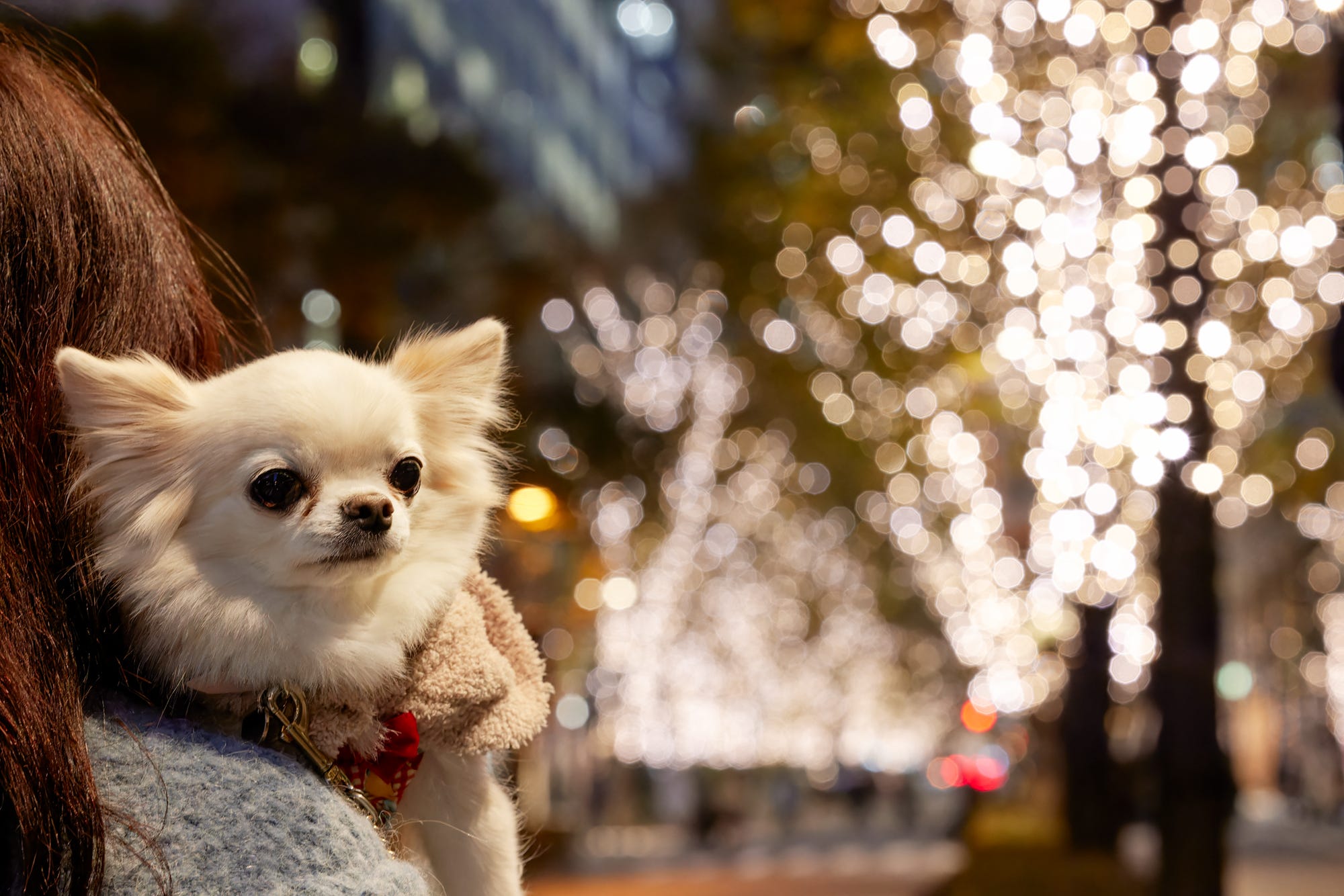 愛犬と一緒に行けるイルミネーションスポット12選！幻想的な光の中でお散歩しよう愛犬・ペットと泊まれるお宿探しなら「いぬやど」