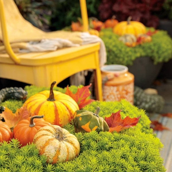 ハロウィンガーデニング！寄せ植えやお庭でハロウィンを楽しもうPROVEN WINNERSPW植物の国際ブランド