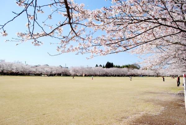 桜祭り - 伊佐LOVE.net～鹿児島県伊佐市の地域ガイドサイト・伊佐LOVE いさらぶ ～