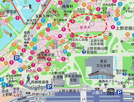 お花見スポット 上野公園12