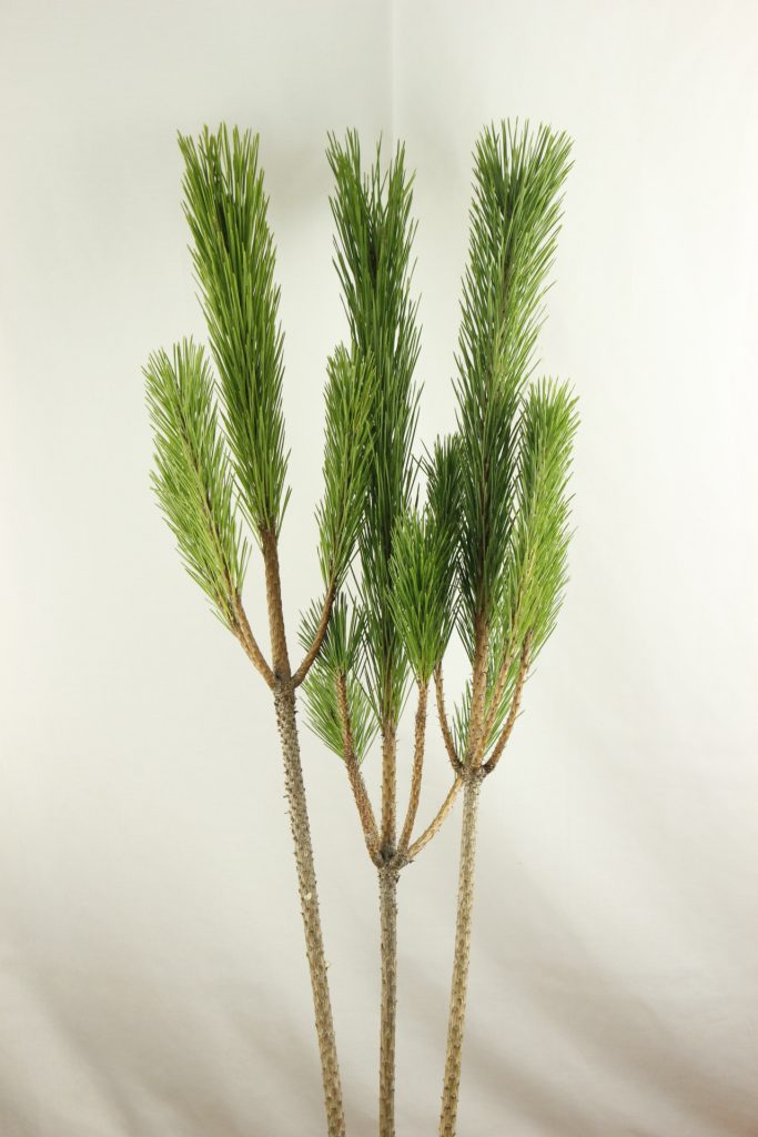 またまた年末恒例 松飾り 作り！！信州おやじ ファーム