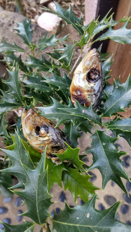 大切にしたい日本の風習「柊鰯・節分いわし」。節分にはいわしを食べよう！おうちごはん