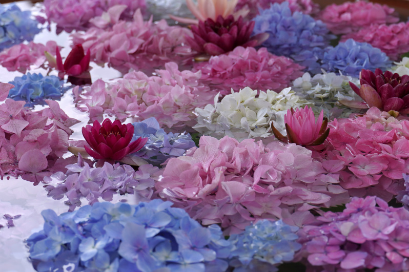 長居公園の美しい花火TikTok