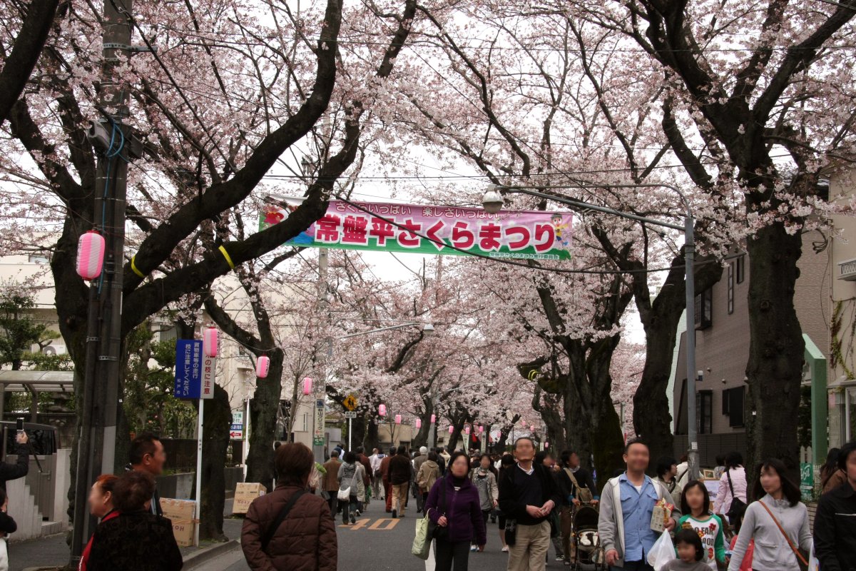 常盤平さくらまつり 2016