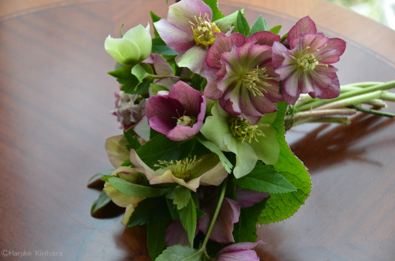 クリスマスに贈りたいクリスマスローズ│クリスマスプレゼント・ギフト特集2024│イイハナ