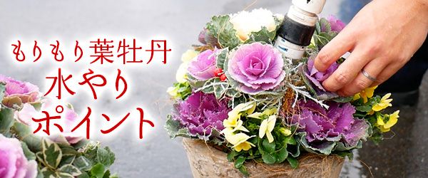 正月の寄せ植えに使う花～正月・冬らしさのある鉢植え～お正月の花 フラワーギフト通販なら花キューピット