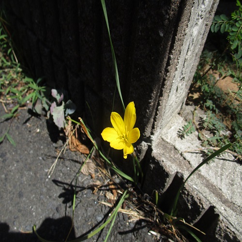 黄色のカサブランカ花日記加藤なを子個人の尊厳が大切にされる社会や政治へ