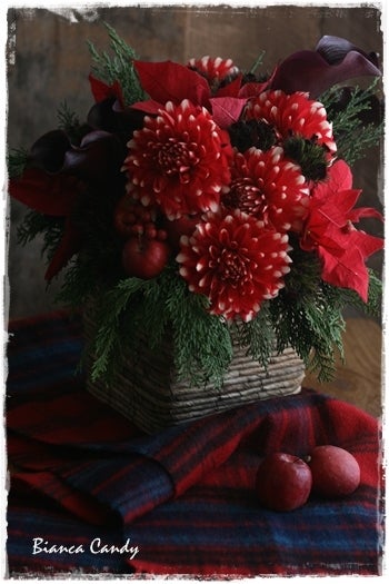 クリスマスや年末を鮮やかに彩る情熱的な「赤い花」きらめく季節におすすめのアイテムを展開第一園芸株式会社のプレスリリース