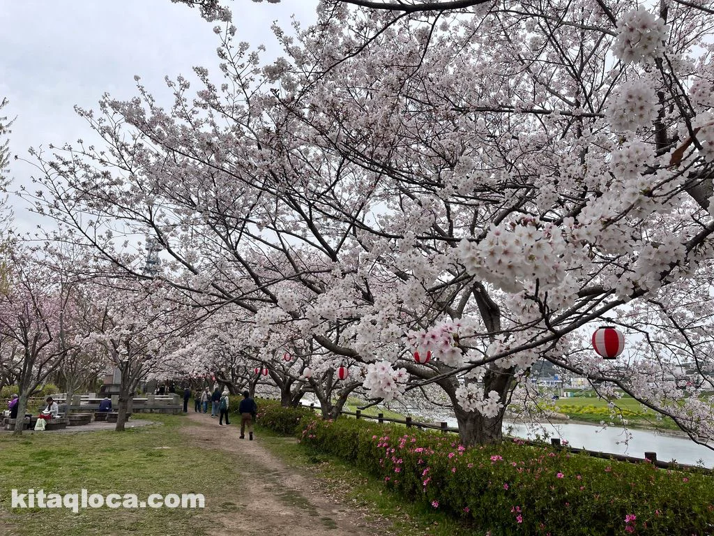 イベント 3 30～4 7 20万本のチューリップが咲き誇る‼『のおがたチューリップフェア』 直方市 福岡・佐賀 週末楽しむニュースマガジンジモタイムズ・九州朝日放送