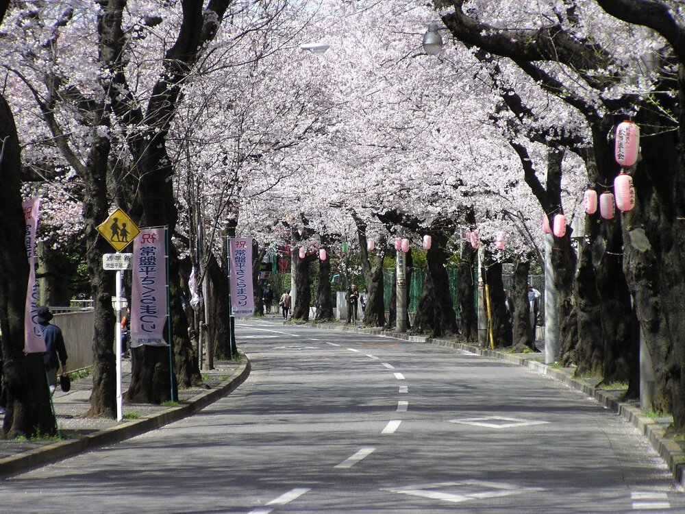 常盤平さくら通りの花見・桜情報 2025 ウェザーニュース