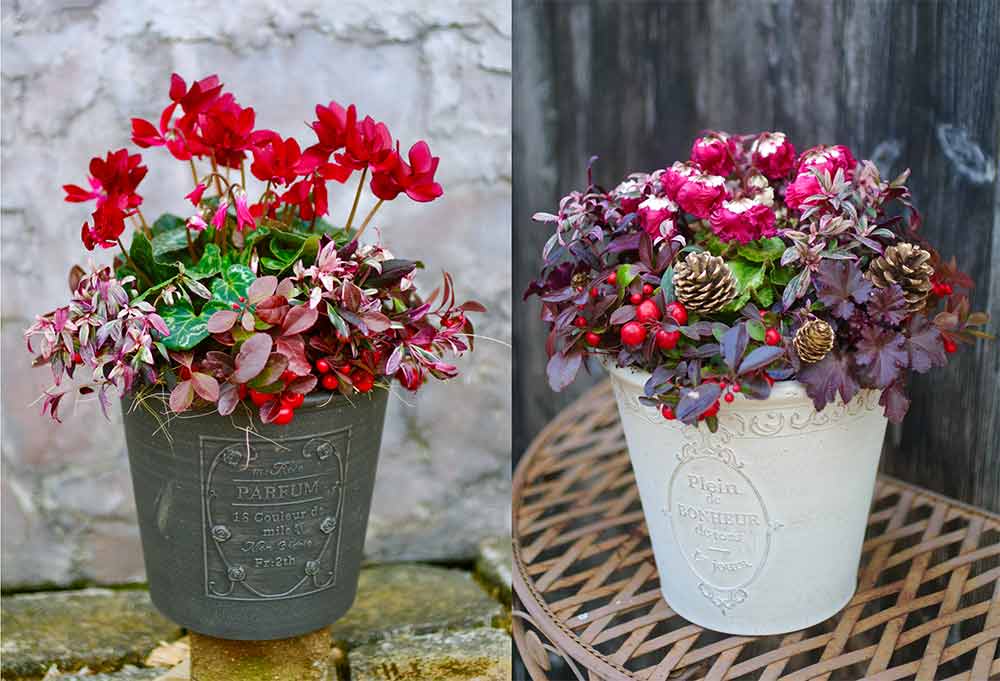 予約品 シクラメン５号鉢２鉢セット 鉢花 花 クリスマス 冬の花 冬 ギフト プレゼント -029愛知県設楽町セゾンのふるさと納税