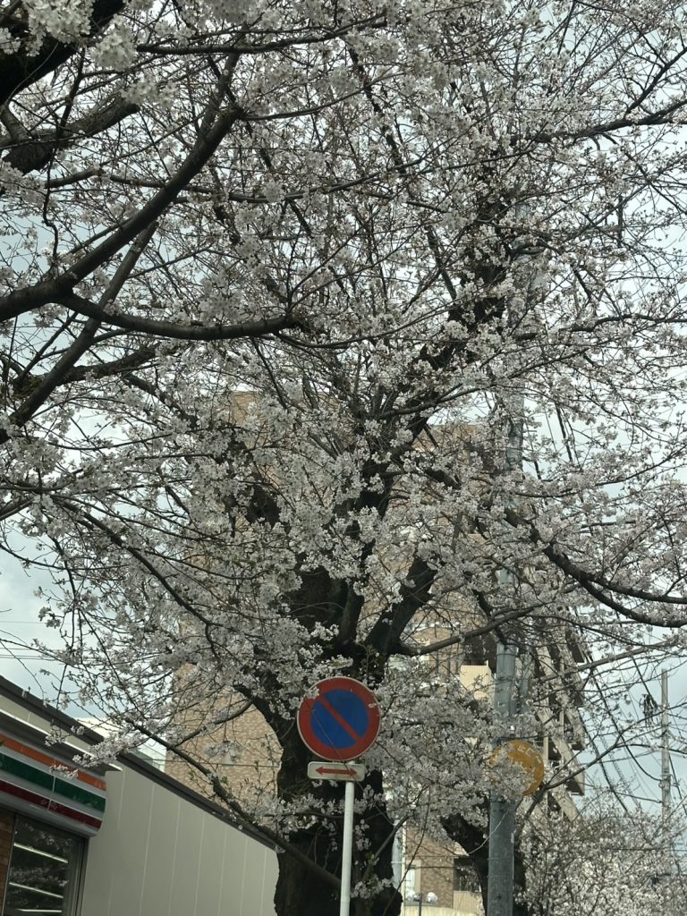 常盤平さくらまつり 2016＠千葉県松戸市 - 早食いエイコク堂
