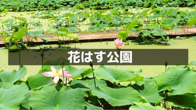 千秋公園蓮の花ライトアップ秋田市のプレスリリース