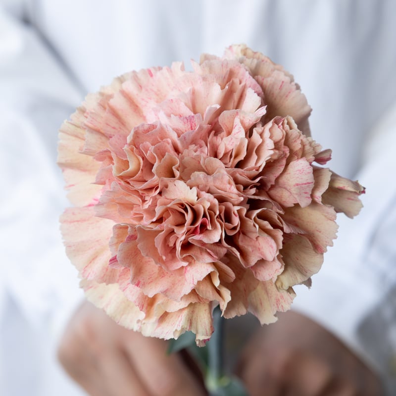 カーネーション カンタービレ 5号鉢: ＪＡ全農かながわ ＪＡタウン 産地直送 通販 お取り寄せ