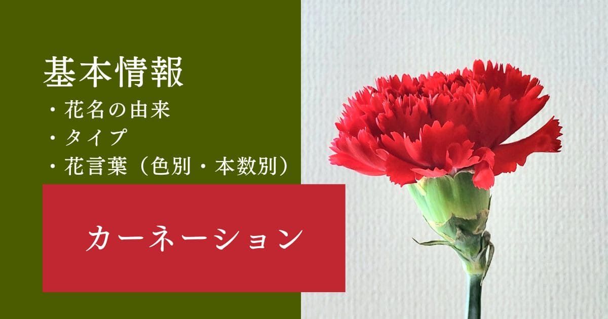 母の日 遅れてごめんね 産地直送 カーネーションの鉢花 5号鉢 スタンダード 22色 母の日に贈る花 母の日カーネーションの鉢植えエーデルワイス 花の贈り物フラワーギフト通販 花宅配 水戸市