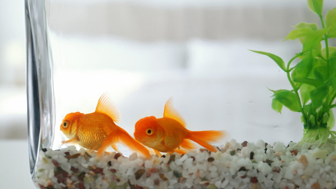 金魚すくいの金魚の種類って何？ 人気・琉金・値段・大きくなる僕たちの金魚