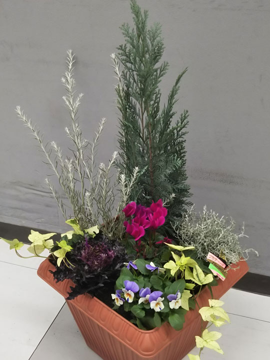 15.クリスマスやお正月にも飾れる☆可愛い寄せ植え☆初心者様向け☆