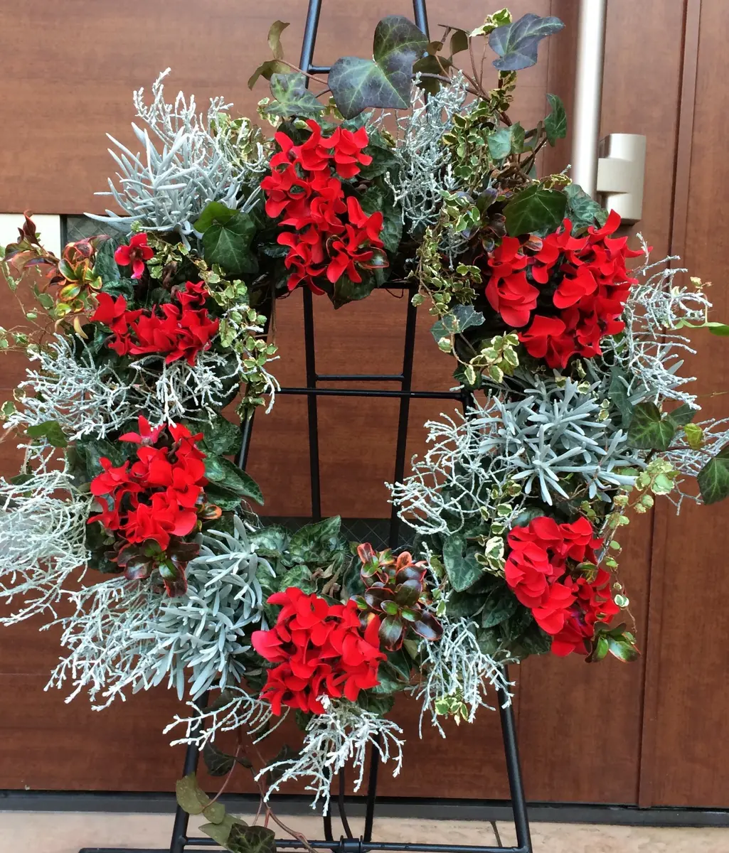 シクラメン クリスマスフラワー ガーデンシクラメンの写真素材96517391- PIXTA