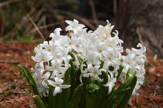 葉に模様が入る木 - 庭木図鑑 植木ペディア