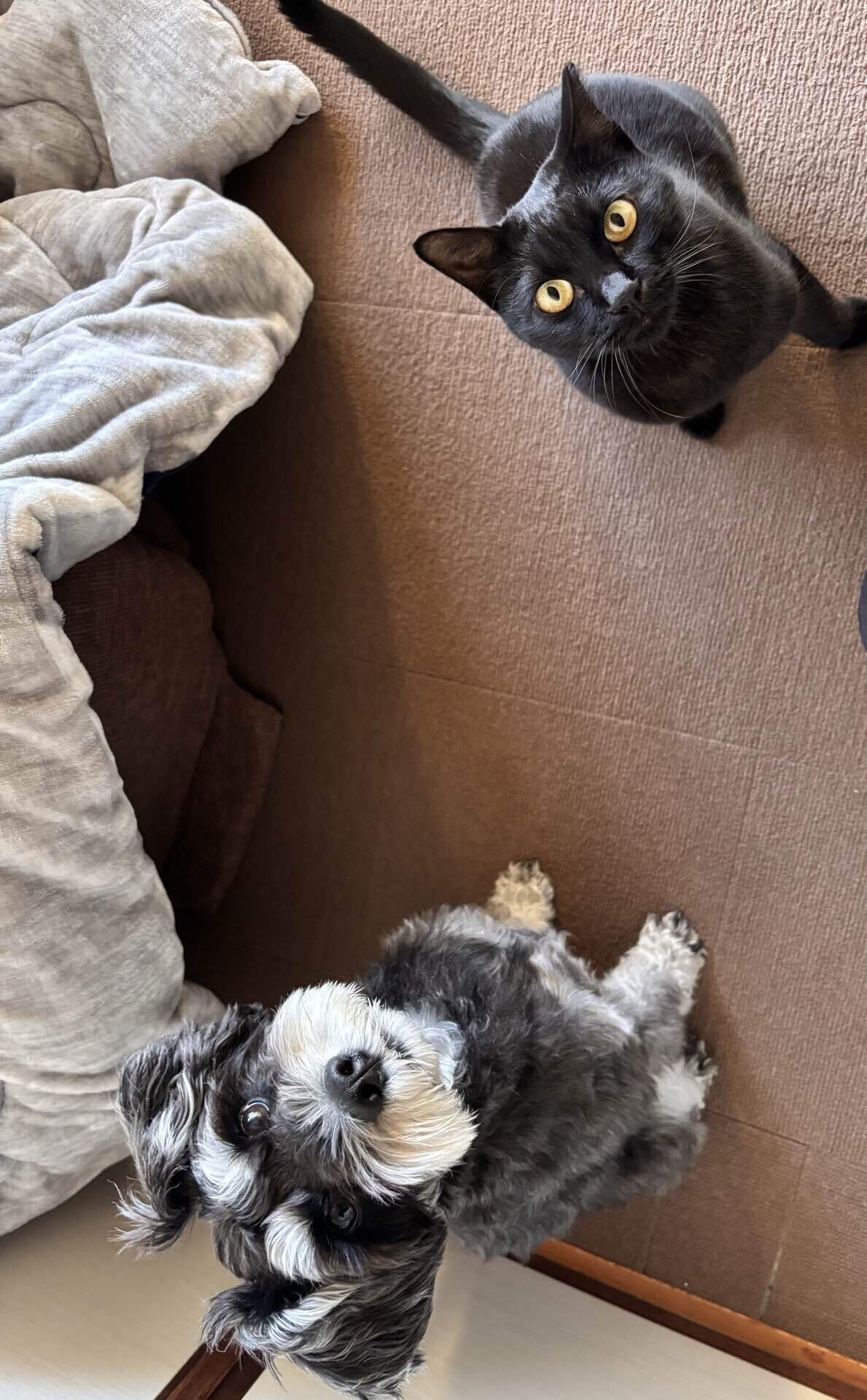 黒猫は不吉？はウソだった！なぜそんな迷信が生まれたかを解明！ぽぽねこの読みもの – ぽぽねこ公式オンラインショップ