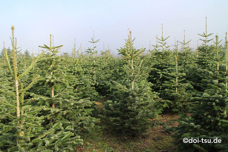 クリスマス後700万本の生木が廃棄 海外でも深刻な「ホリデーごみ問題」解消促す新サービスAMP アンプ- ビジネスインスピレーションメディア