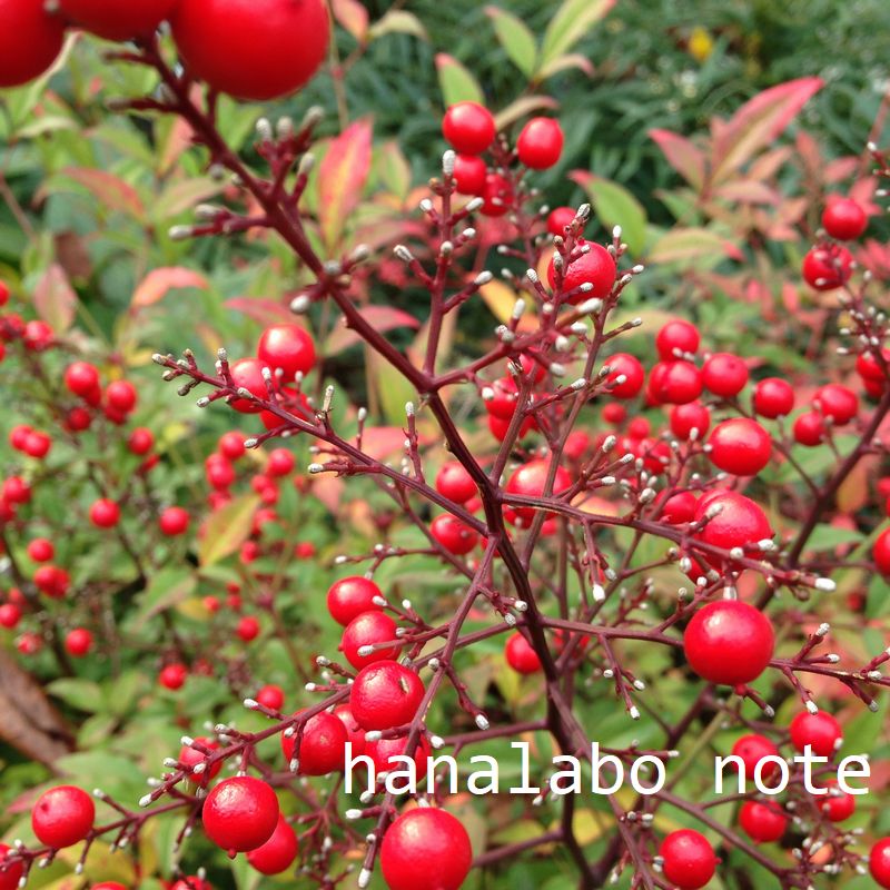 聖なる木☆冬の赤い実『西洋ヒイラギ』 常緑樹 クリスマス 正月飾り ドライフラワー Ckimy 通販 16888571Creema クリーマ