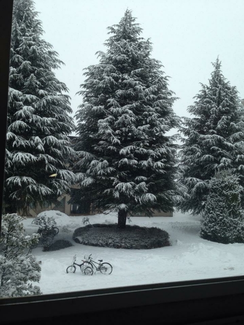 クリスマスツリーの木 CHRISTMAS TREE- 北海道グルメ・観光情報NorthSmile