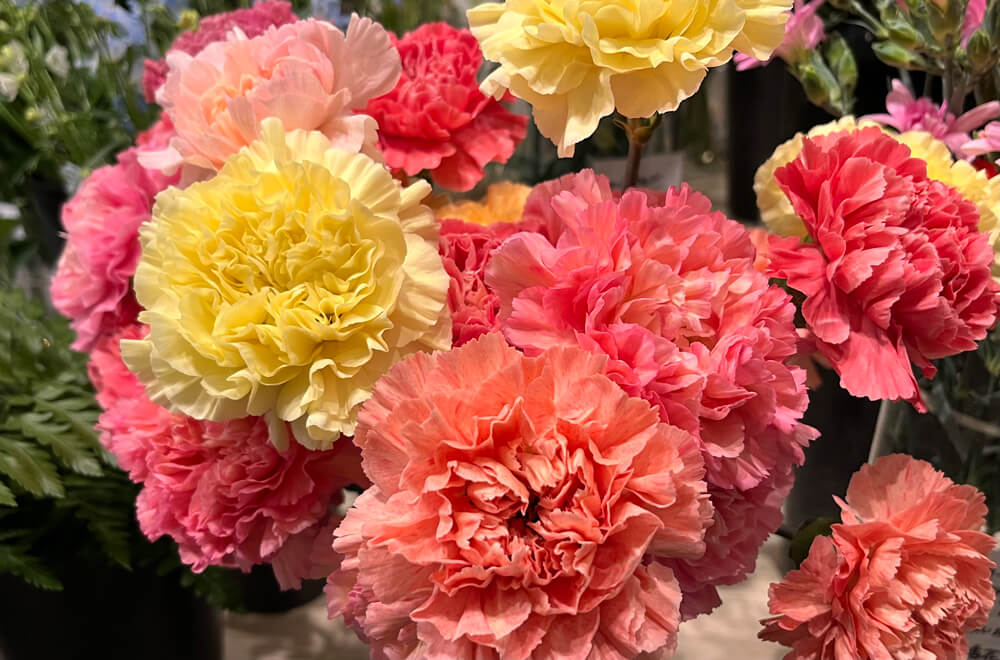 12,131 カーネーション Stock Photos, High-Res Pictures, and Images - Getty Images母の日, 花, カーネーション イラスト