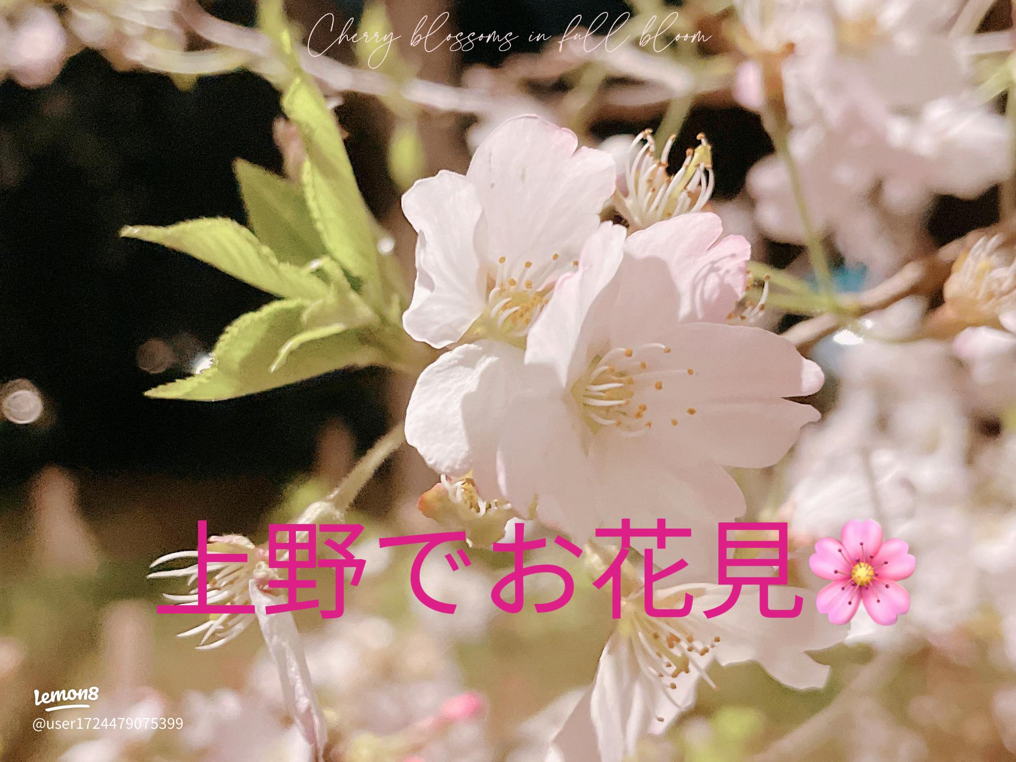 上野 恩賜 公園の桜 花見 の屋台 出店・露店 飲食できる場所は？KANAMARI かなまり