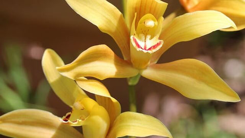 サフラン 黄色 1月31日の誕生花 通販 愛香園家庭菜園・造園・観葉植物の通販造園・樹木・植物のスペシャリスト集団