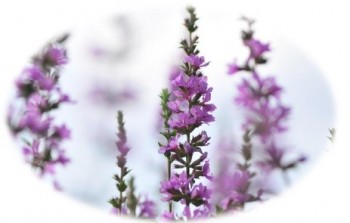 ミソハギ 苗 5号 山野草 お盆の花 宿根草 禊萩 250805 : お花処 昌山園 - 通販 - Yahoo!ショッピング