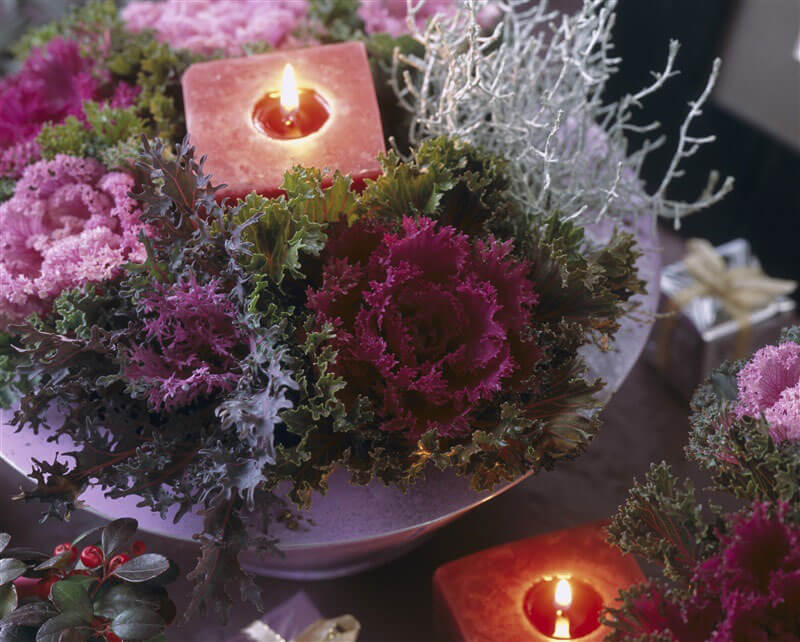 クリスマス気分満点！初心者でも簡単にできる寄せ植えの作り方！苺の庭文庫