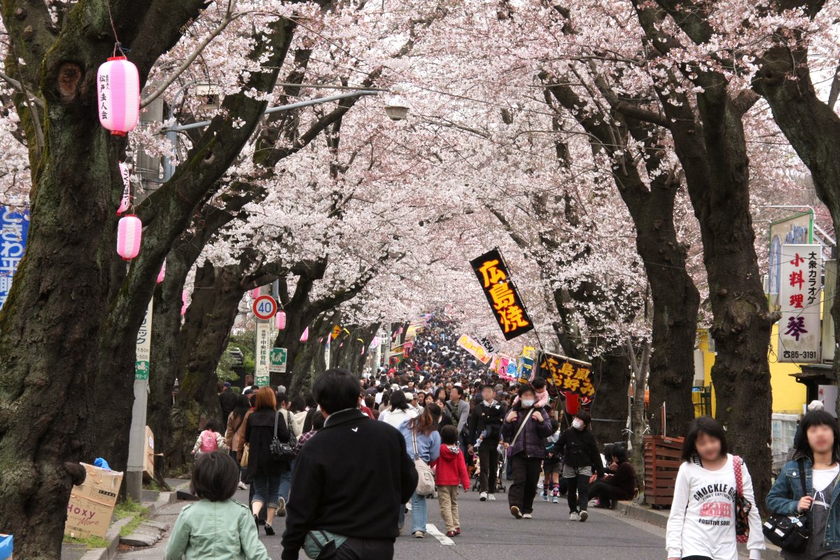 千葉・松戸「常盤平さくらまつり」ソメイヨシノが連なる桜のトンネル、グルメ屋台やパレードも - ファッションプレス