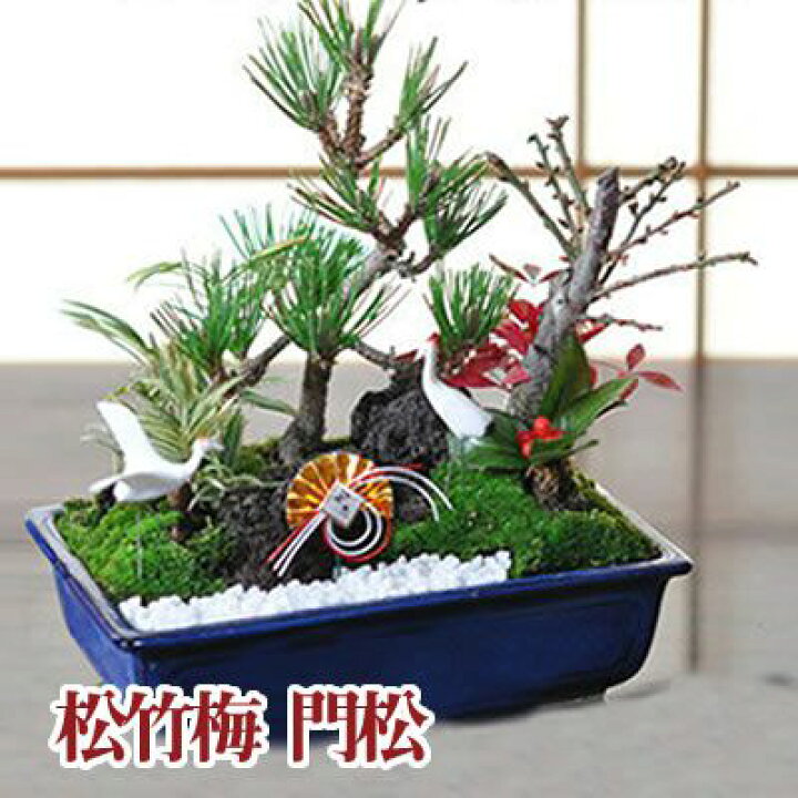 楽天市場 2025年お正月飾りとラッピング付き 迎春福来る盆栽 3鉢セット三河黒松盆栽姫ヒイラギ盆栽南天盆栽縁起がよい マツ 柊 ナンテンお正月飾り付きヒイラギは鬼門に置くと災いから家を守ってくれると言い伝えられている植物です: 園芸百貨店何でも揃うこぼんさい