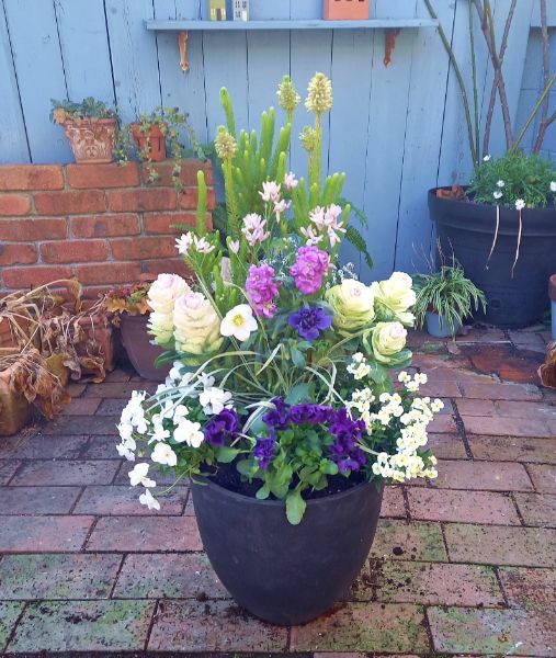 楽天市場 寄せ植え 正月の通販