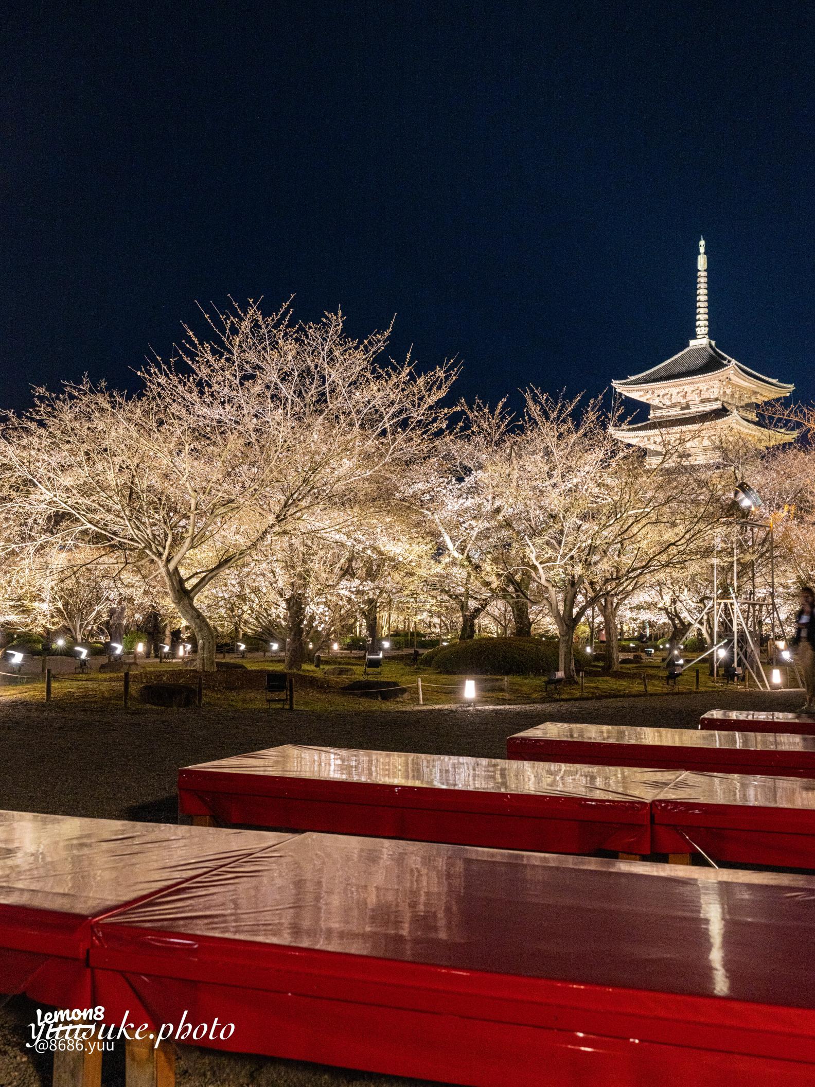 東寺の夜桜ライトアップで暗闇の特別拝観してきたⓂ︎ 旅する全国転勤OL