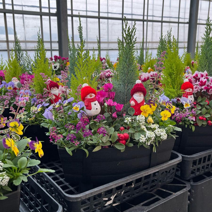 クリスマスの寄せ植え集冬らしいおしゃれな組み合わせを画像で紹介🍀GreenSnap グリーンスナップ