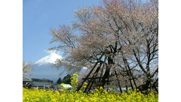 狩宿の下馬ザクラ 富士宮市- お花見2025 - ウォーカープラス